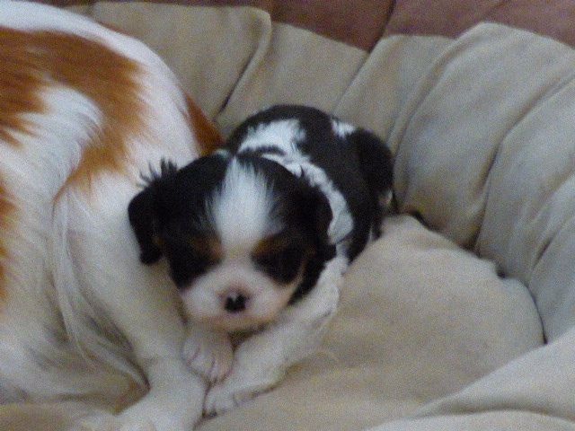 De Tout Est Possible - Cavalier King Charles Spaniel - Portée née le 03/06/2014